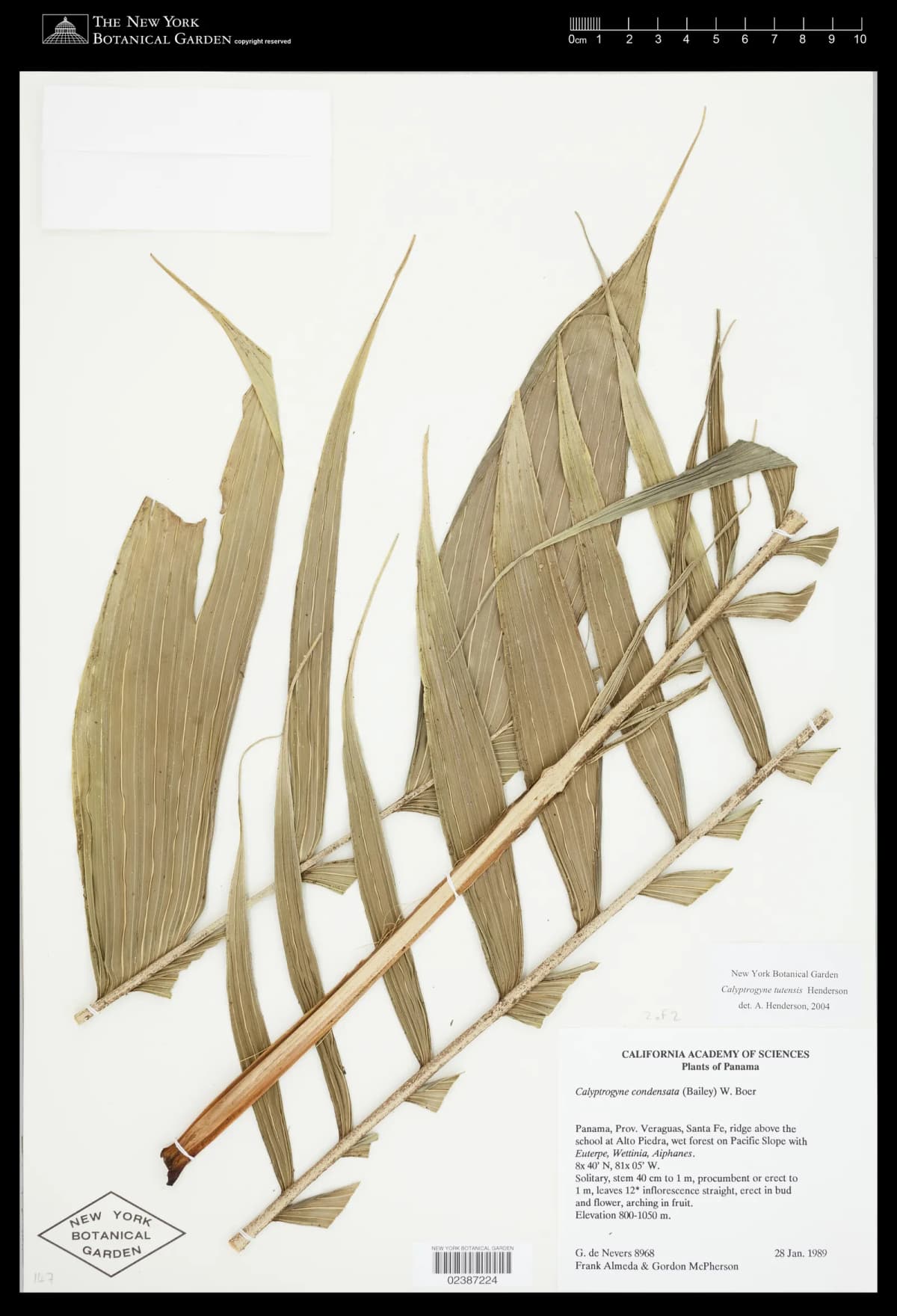 Botanical specimen of Calyptrogyne Tutensis.