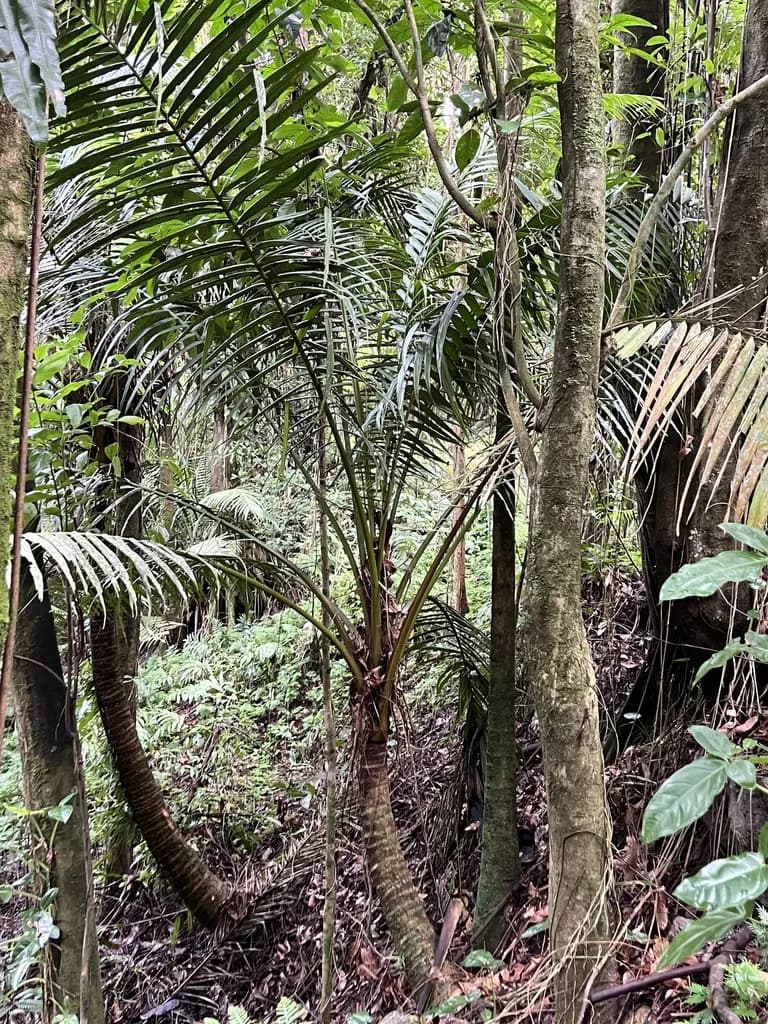 Botanical specimen of Calyptronoma Occidentalis.