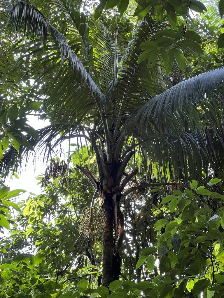 Botanical specimen of Calyptronoma Occidentalis.