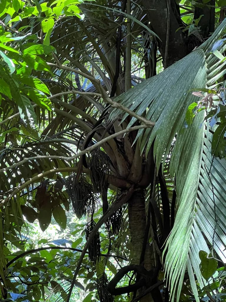 Botanical specimen of Calyptronoma Occidentalis.
