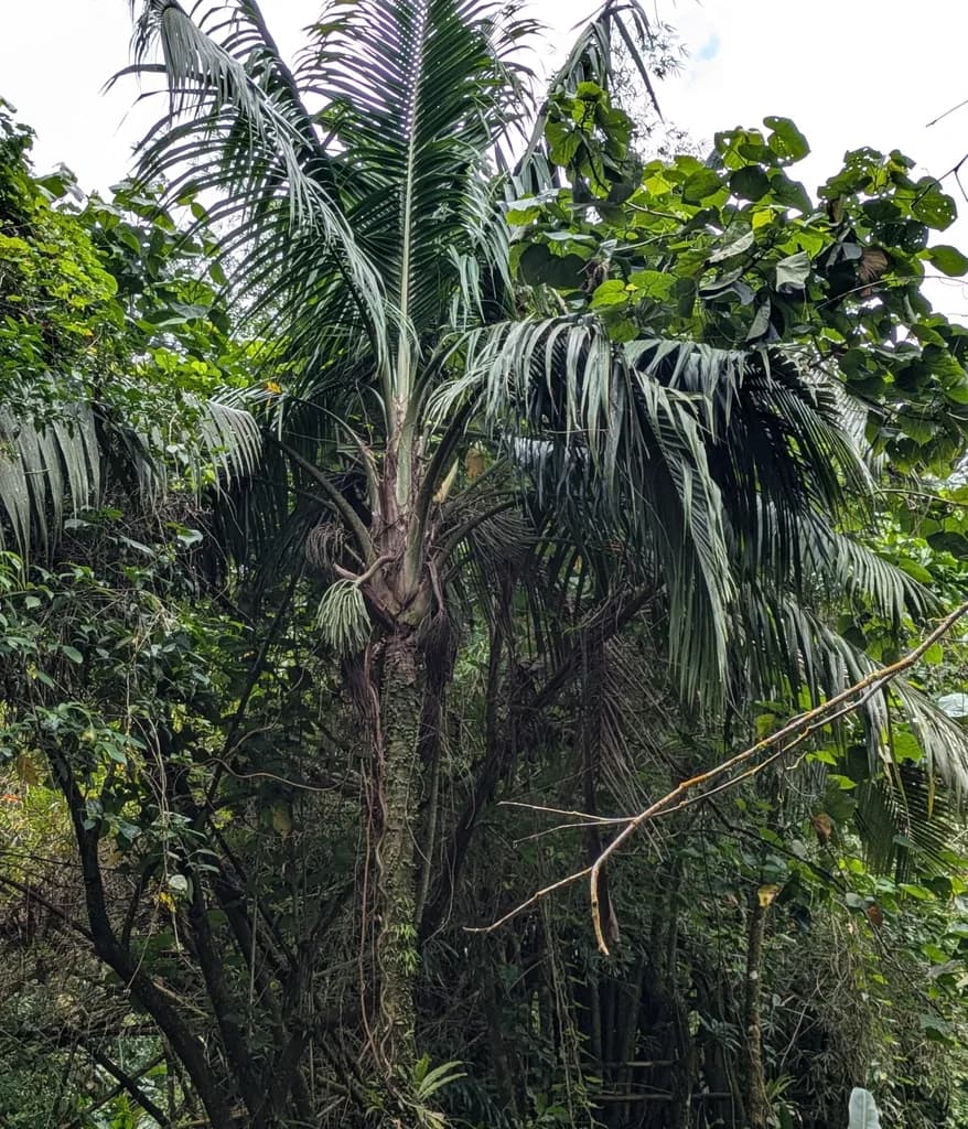 Botanical specimen of Calyptronoma Occidentalis.