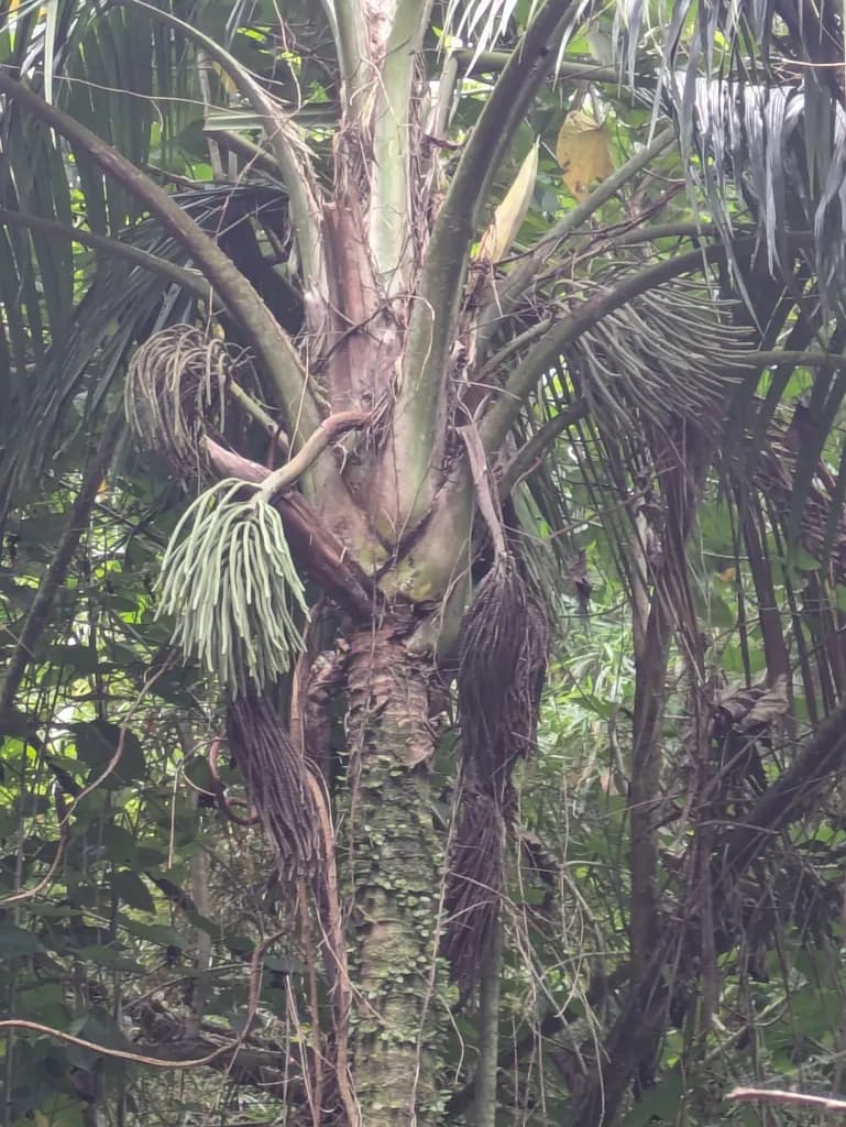Botanical specimen of Calyptronoma Occidentalis.