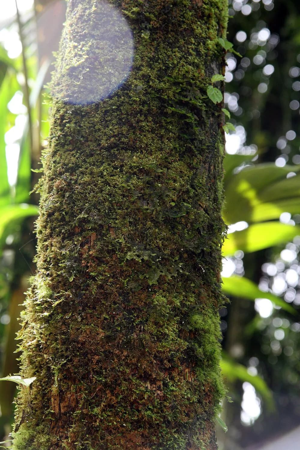 Botanical specimen of Calyptronoma Plumeriana.