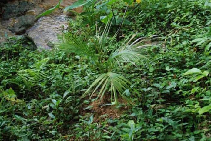 Botanical specimen of Calyptronoma Rivalis.