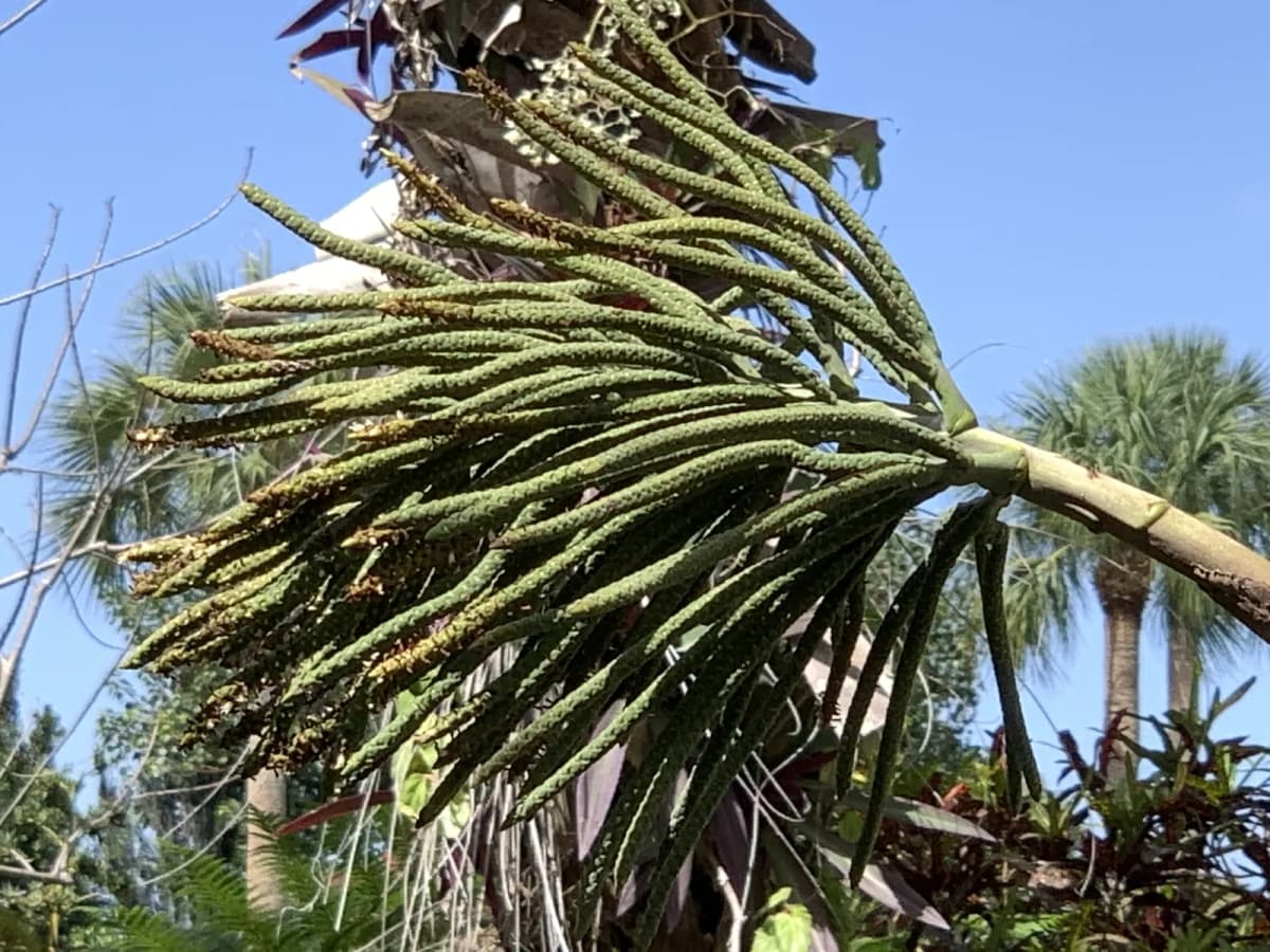 Botanical specimen of Calyptronoma Rivalis.