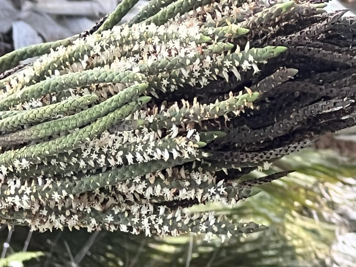 Botanical specimen of Calyptronoma Rivalis.