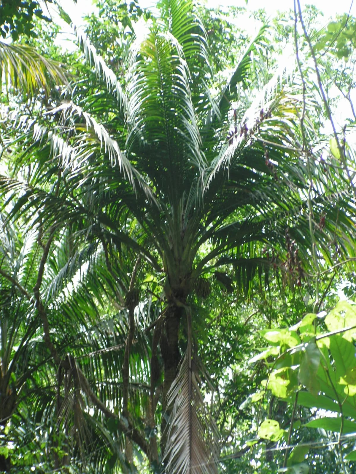 Botanical specimen of Calyptronoma Rivalis.