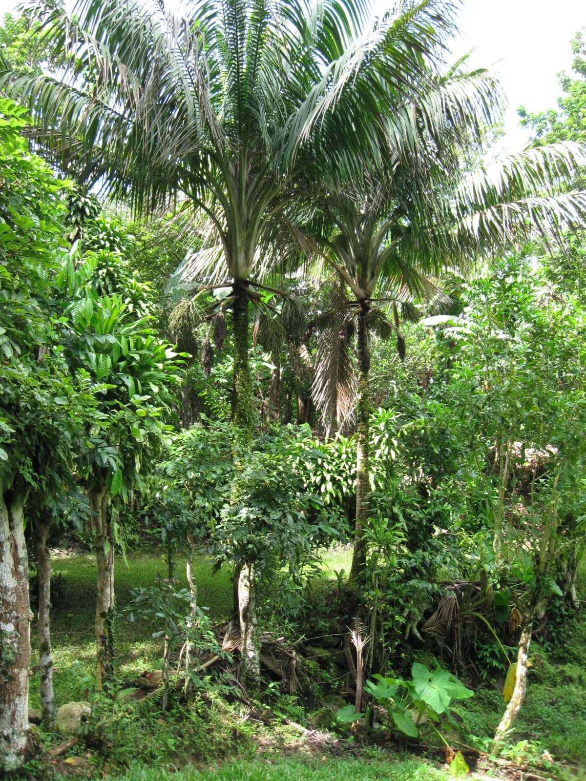 Botanical specimen of Calyptronoma Rivalis.