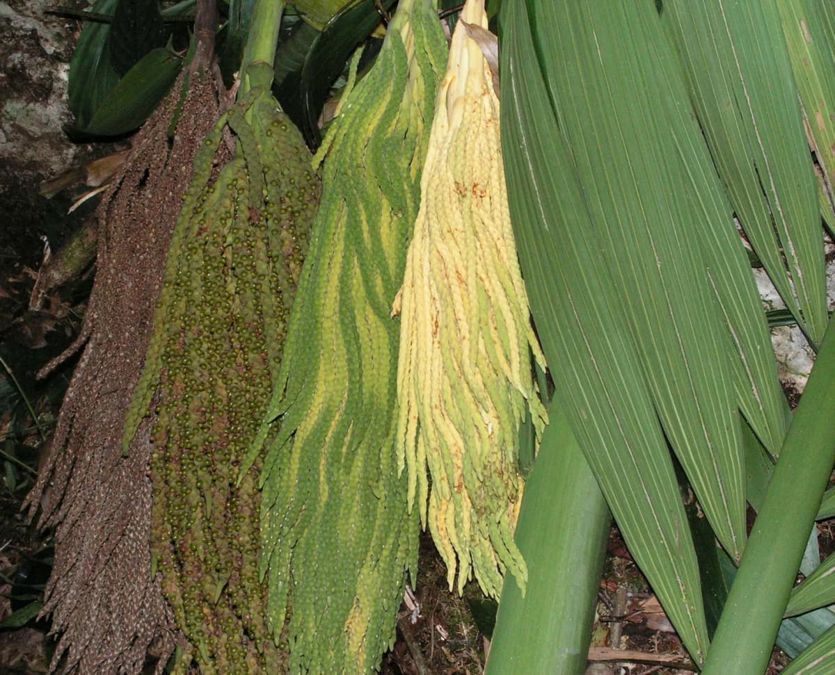 Botanical specimen of Calyptronoma Rivalis.