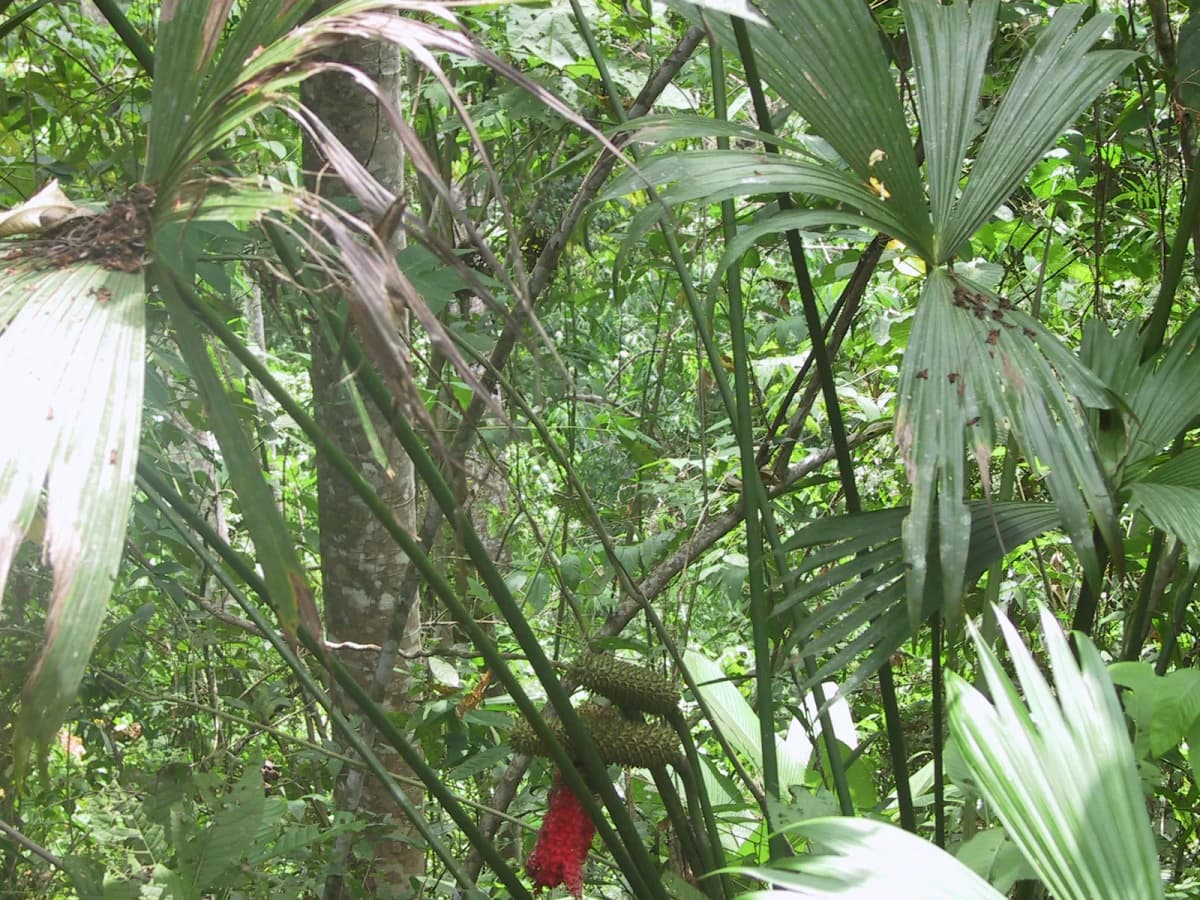 Botanical specimen of Carludovica Drudei.