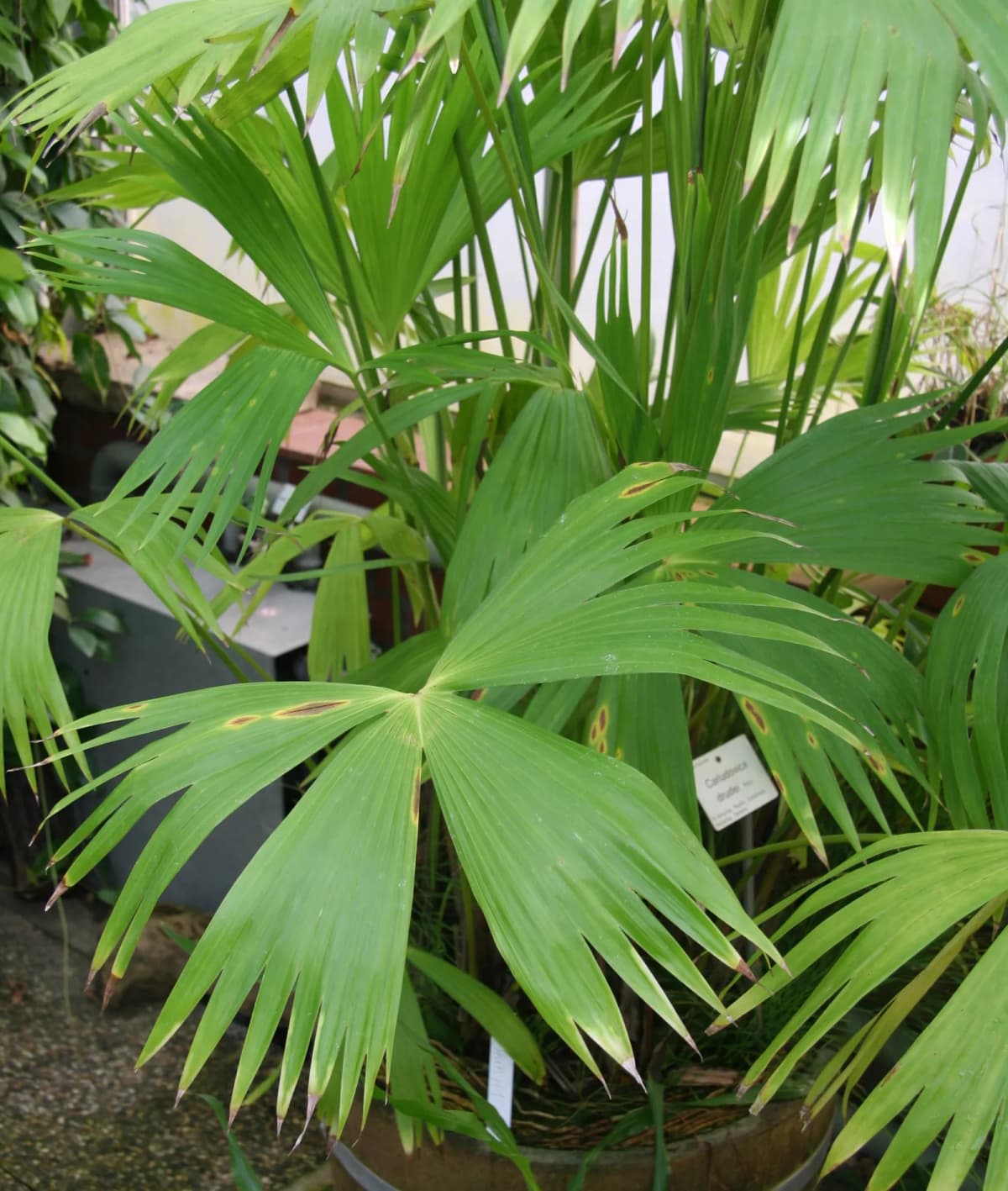 Botanical specimen of Carludovica Drudei.