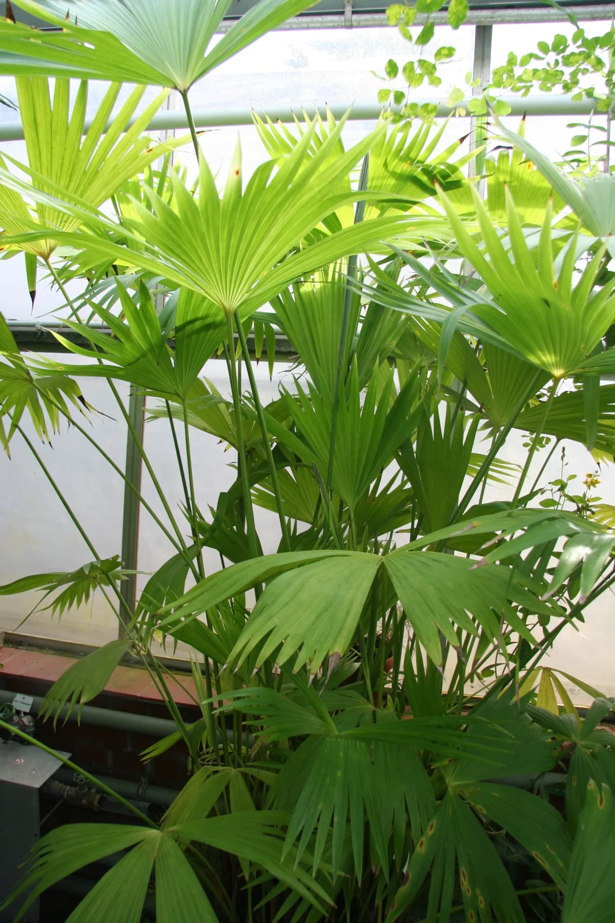 Botanical specimen of Carludovica Drudei.