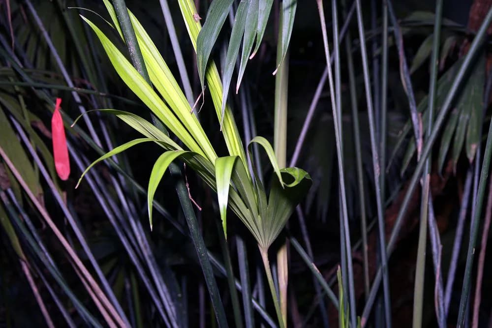 Botanical specimen of Carludovica Drudei.