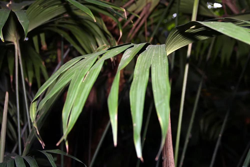 Botanical specimen of Carludovica Drudei.