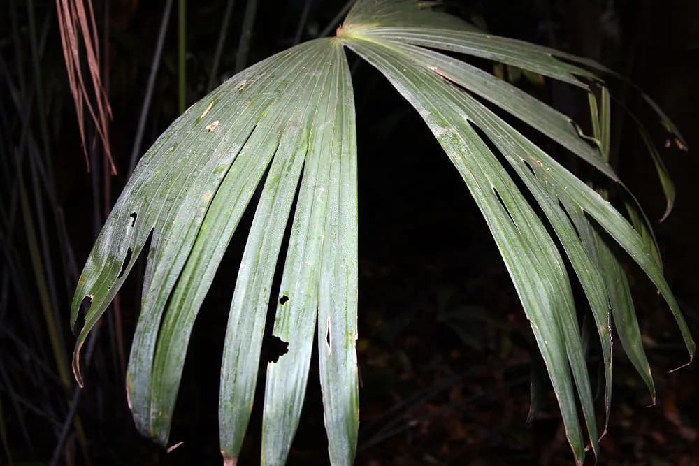 Botanical specimen of Carludovica Drudei.