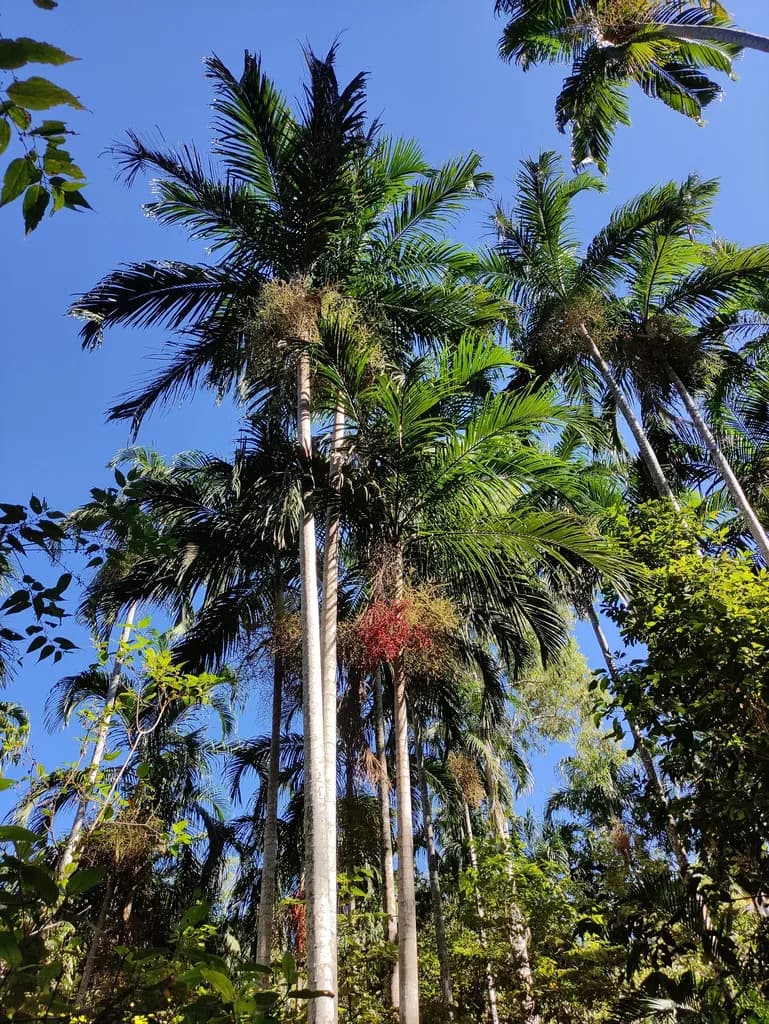 Botanical specimen of Carpentaria Acuminata.