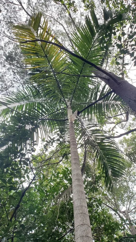 Botanical specimen of Carpentaria Acuminata.
