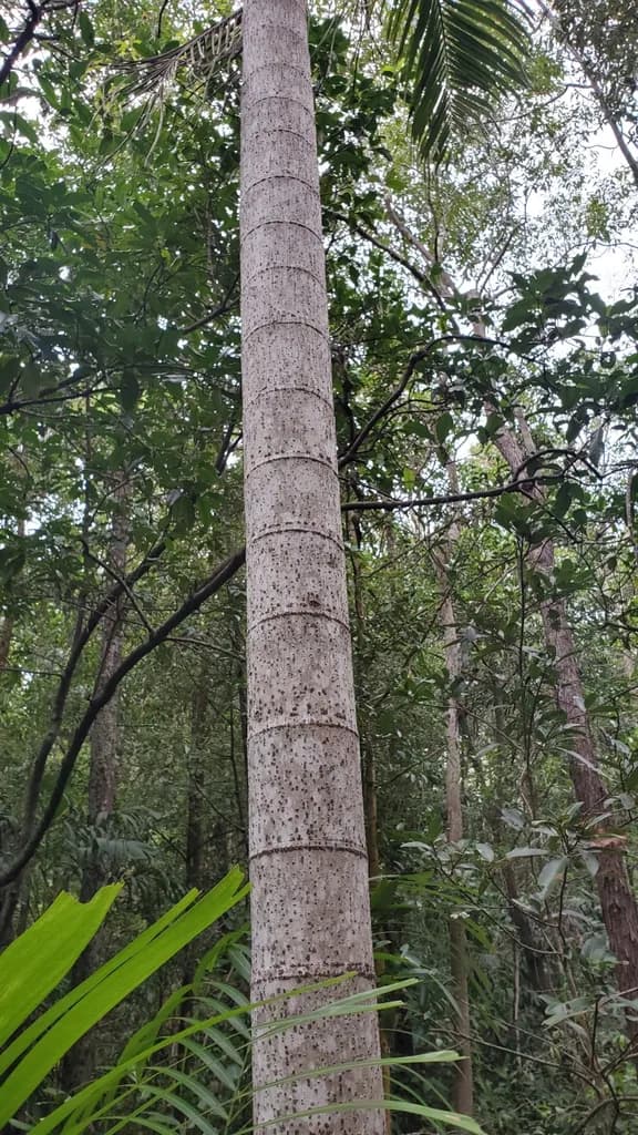 Botanical specimen of Carpentaria Acuminata.