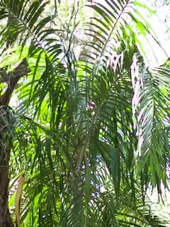 Botanical specimen of Carpentaria Acuminata.