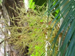 Botanical specimen of Carpentaria Acuminata.