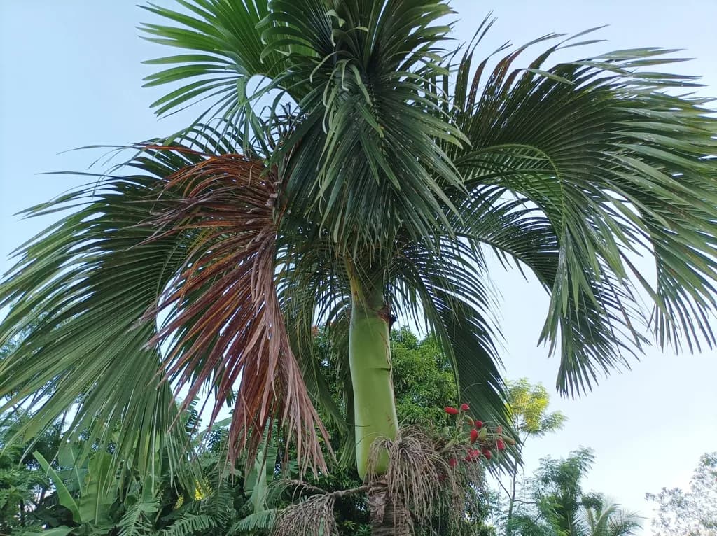 Botanical specimen of Carpoxylon Macrospermum.