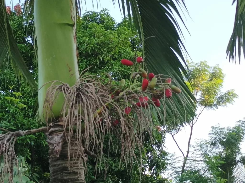 Botanical specimen of Carpoxylon Macrospermum.