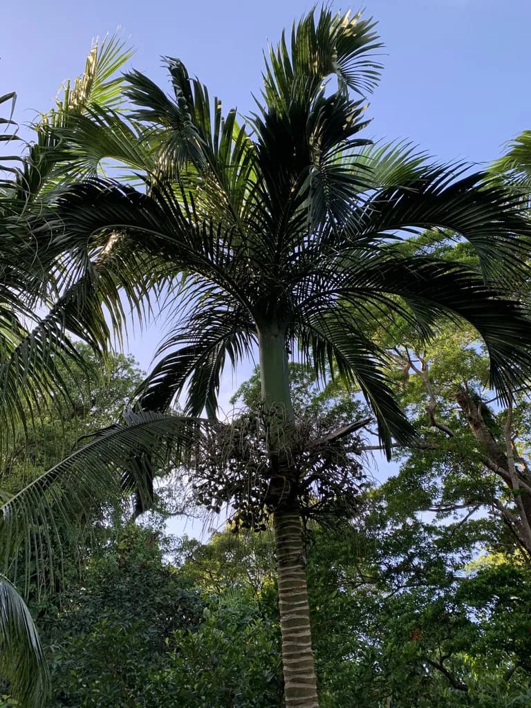 Botanical specimen of Carpoxylon Macrospermum.