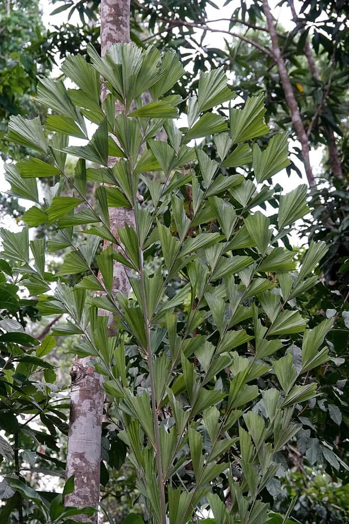 Botanical specimen of Caryota Albertii.