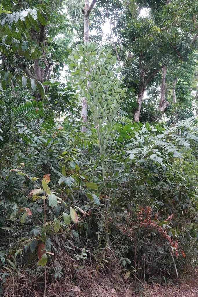 Botanical specimen of Caryota Albertii.