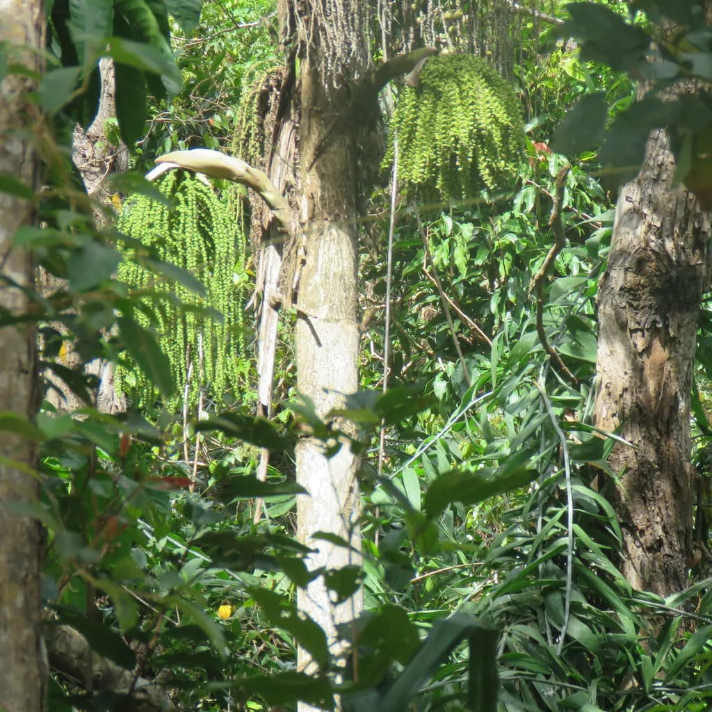 Botanical specimen of Caryota Albertii.