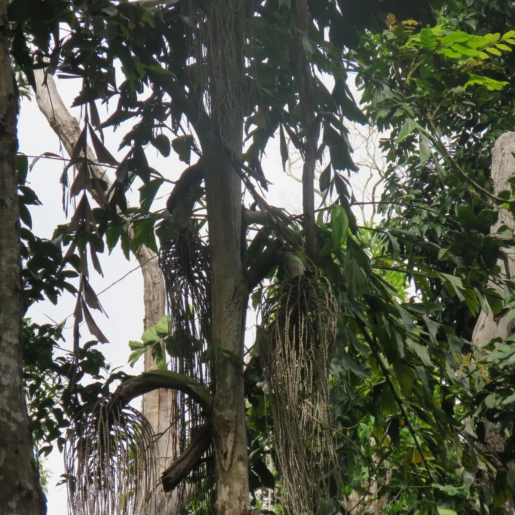Botanical specimen of Caryota Albertii.