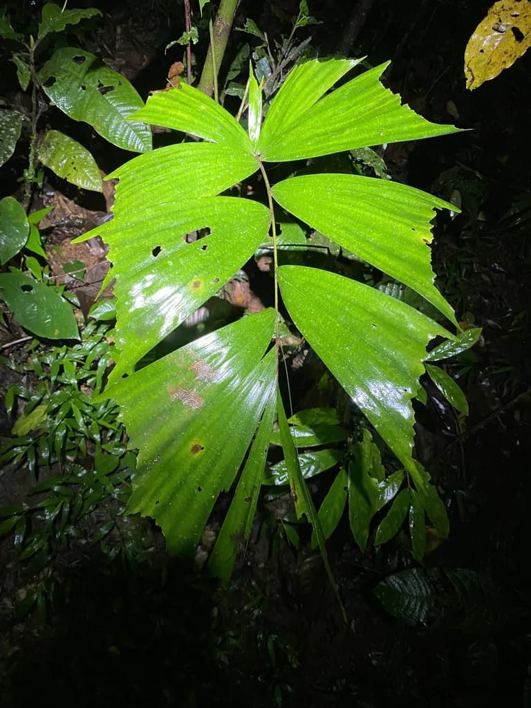 Botanical specimen of Caryota Albertii.