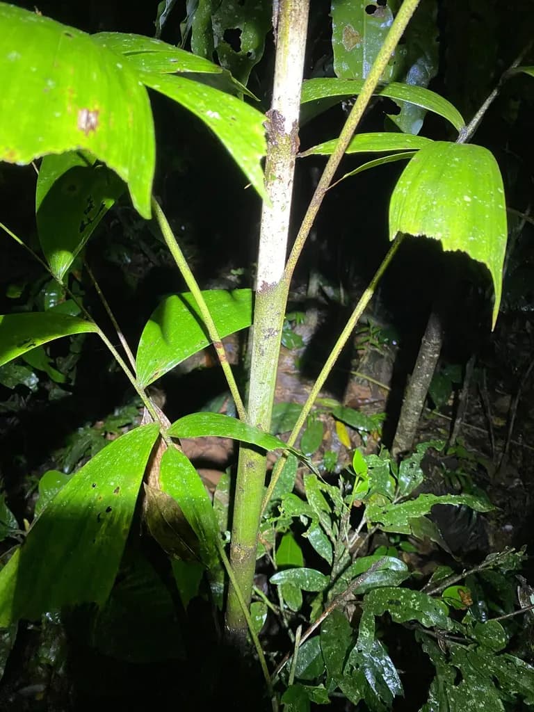 Botanical specimen of Caryota Albertii.