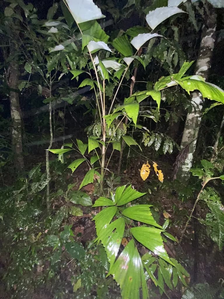 Botanical specimen of Caryota Albertii.
