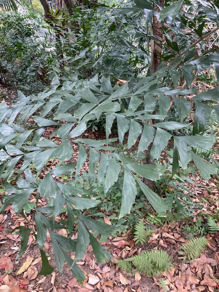 Botanical specimen of Caryota Bacsonensis.