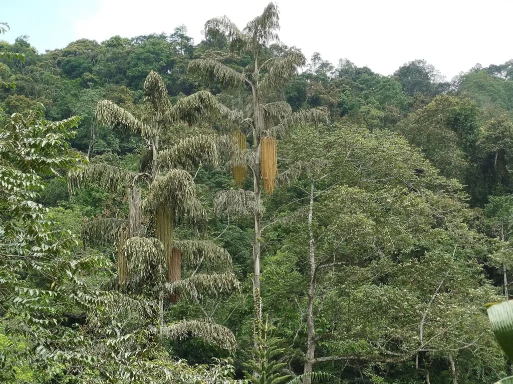 Botanical specimen of Caryota Bacsonensis.