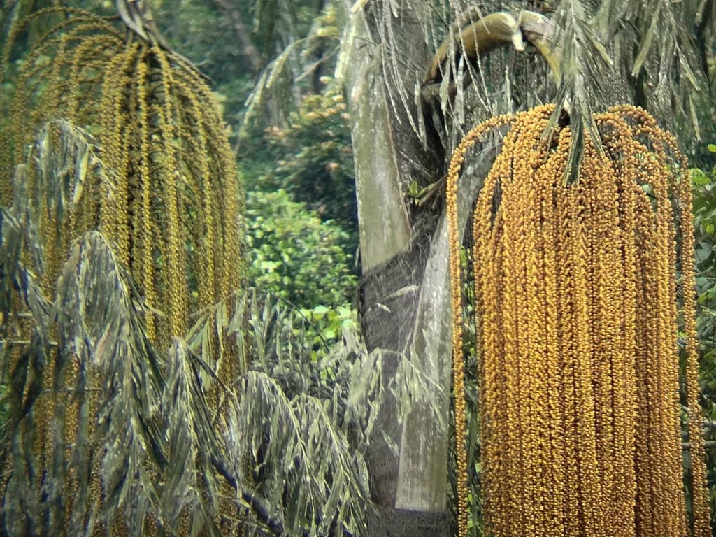 Botanical specimen of Caryota Bacsonensis.
