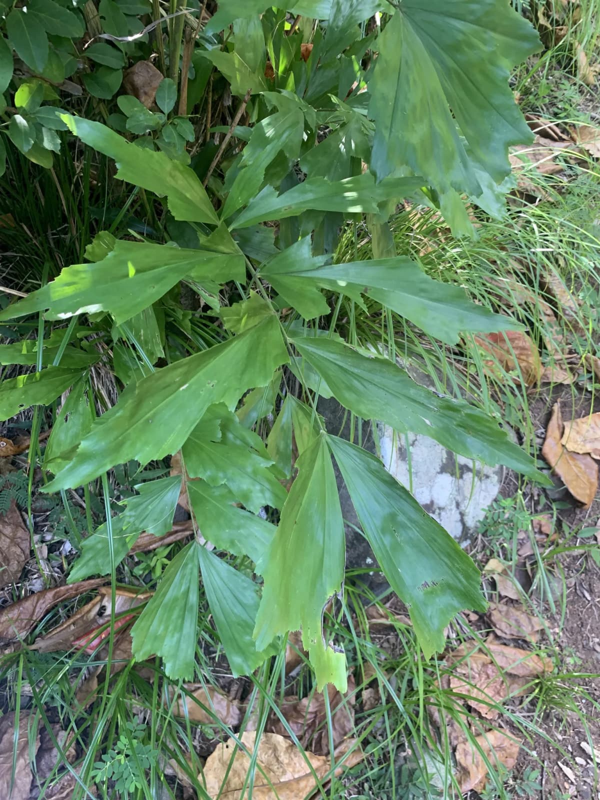 Botanical specimen of Caryota Cumingii.