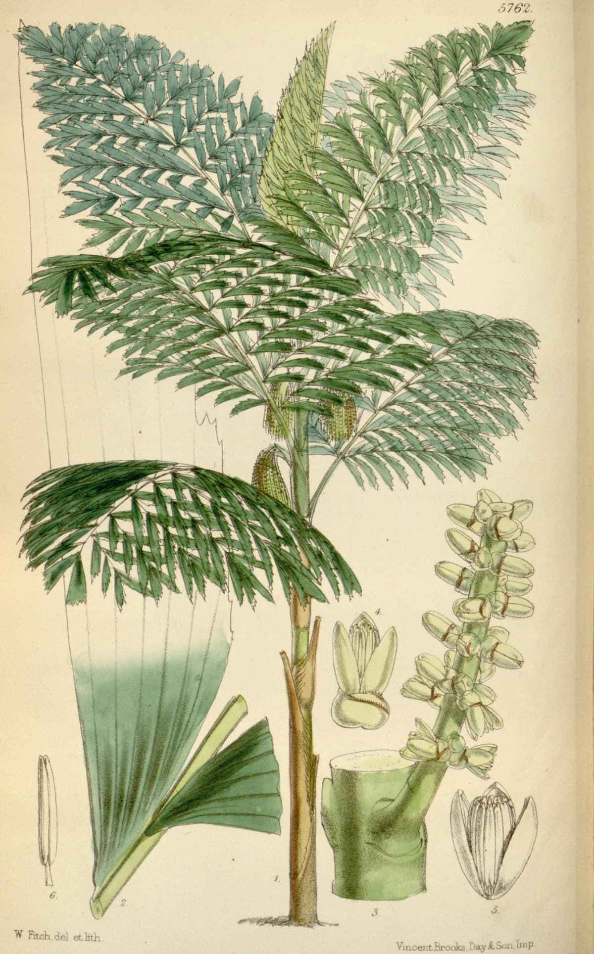 Botanical specimen of Caryota Cumingii.