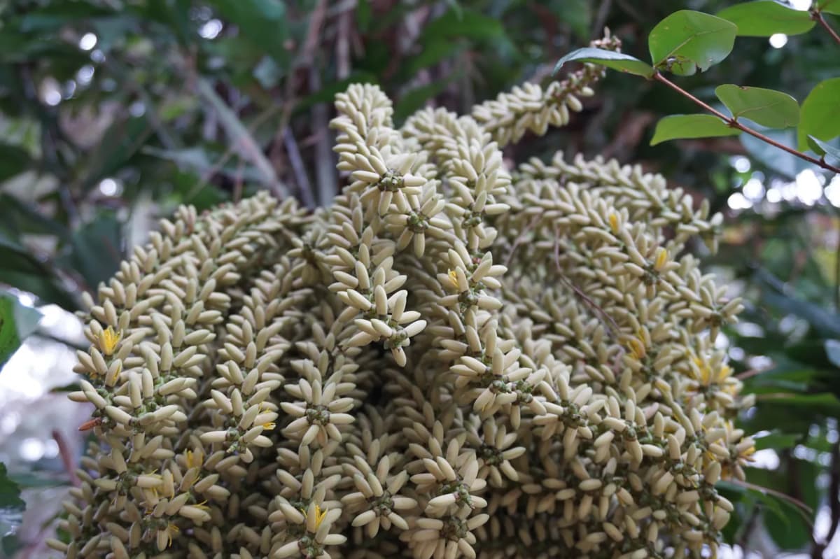 Botanical specimen of Caryota Cumingii.