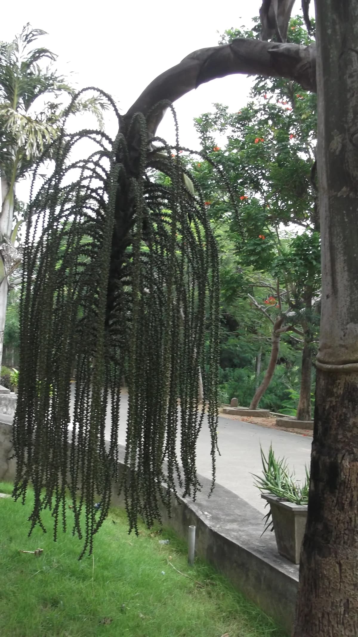 Botanical specimen of Caryota Maxima.
