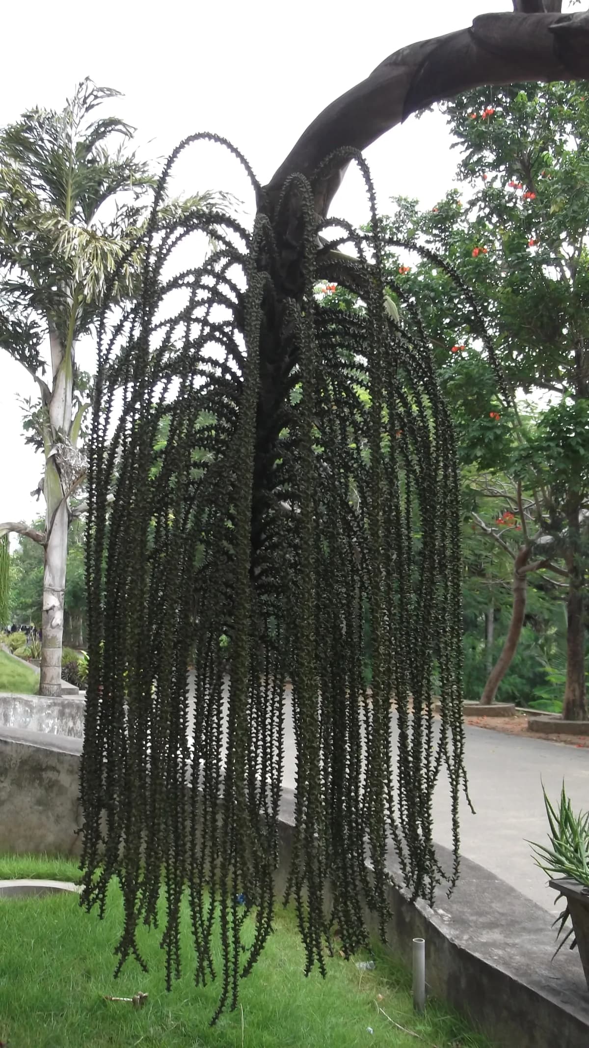 Botanical specimen of Caryota Maxima.