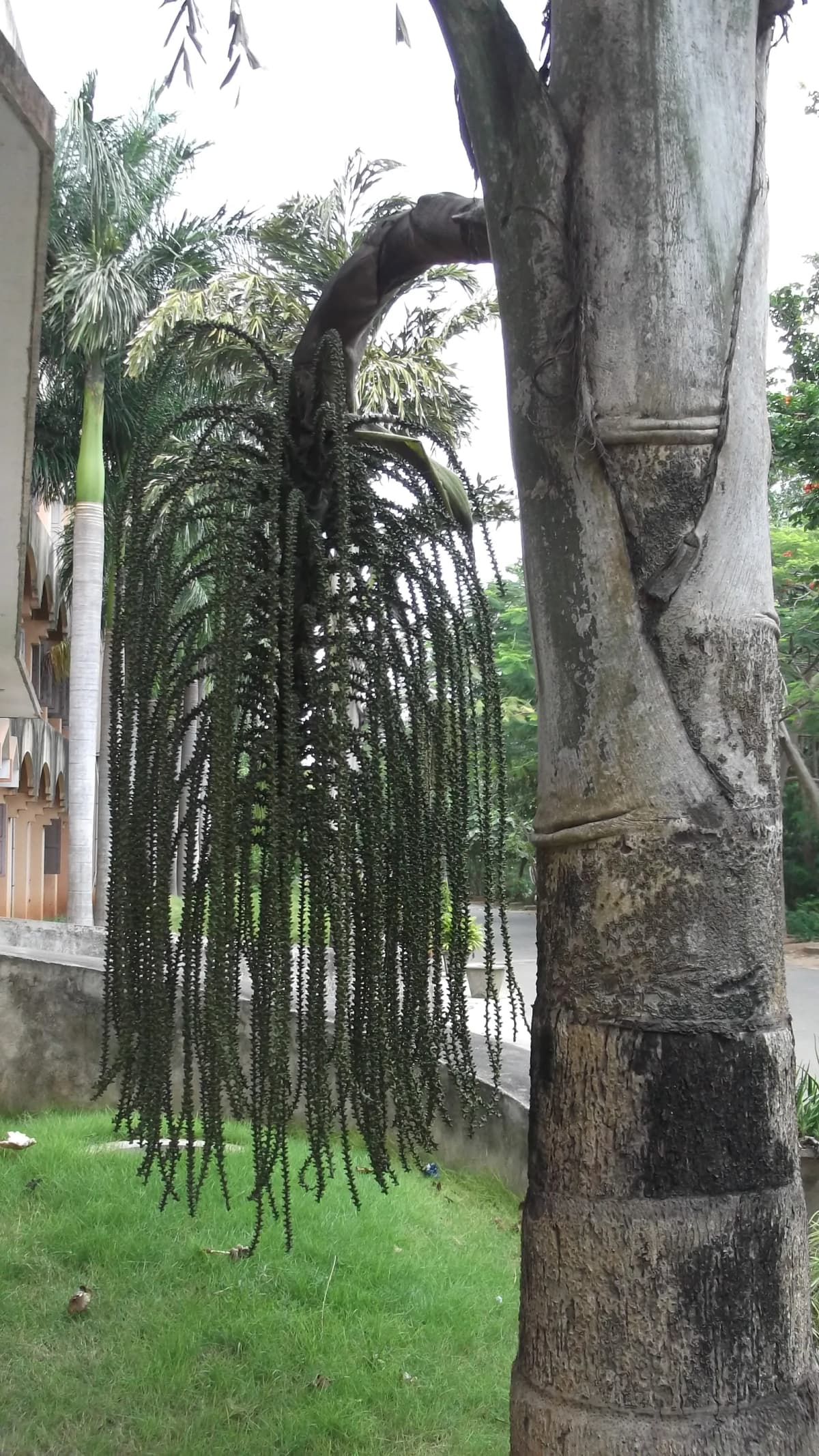 Botanical specimen of Caryota Maxima.