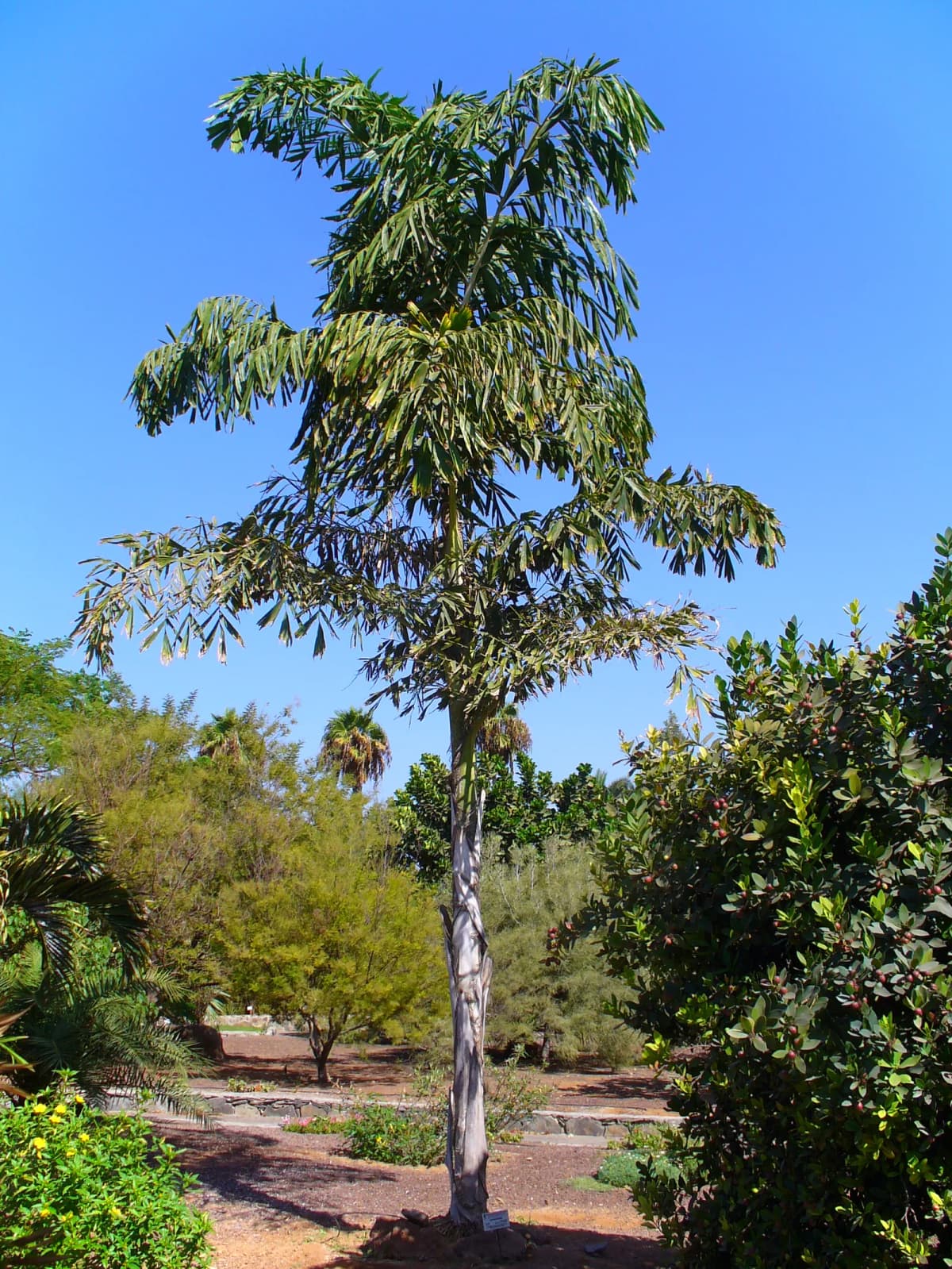 Botanical specimen of Caryota Maxima.