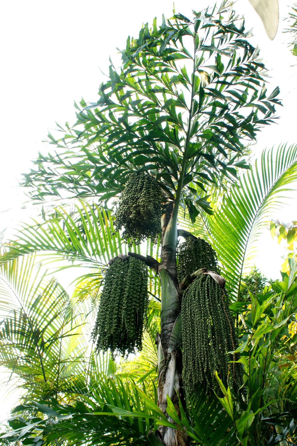 Botanical specimen of Caryota Maxima.