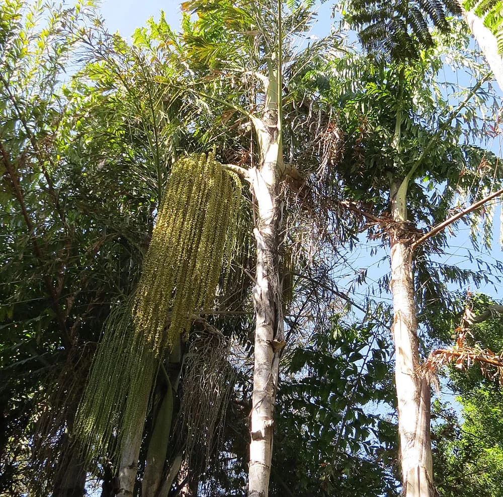Botanical specimen of Caryota No.