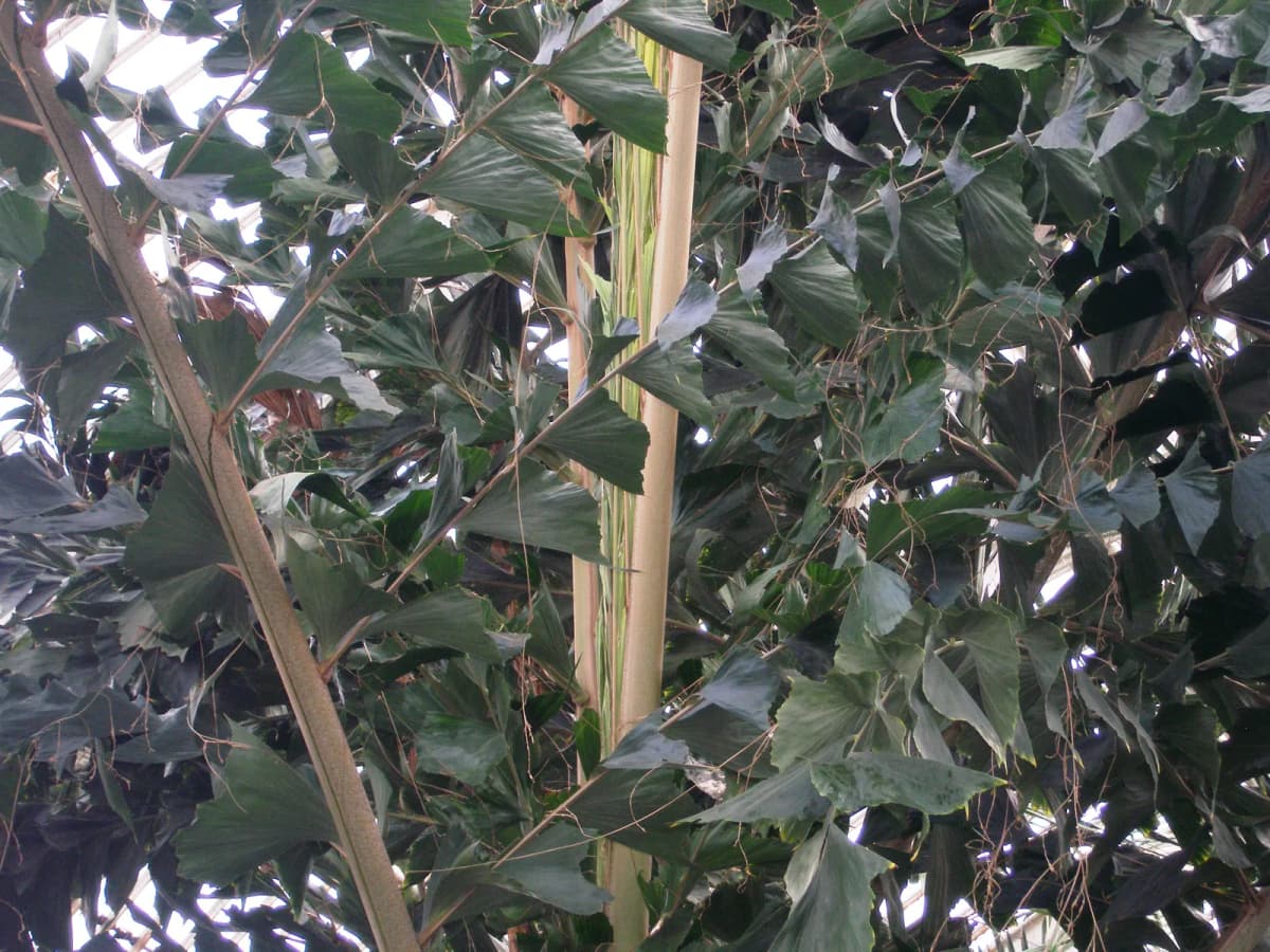 Botanical specimen of Caryota No.
