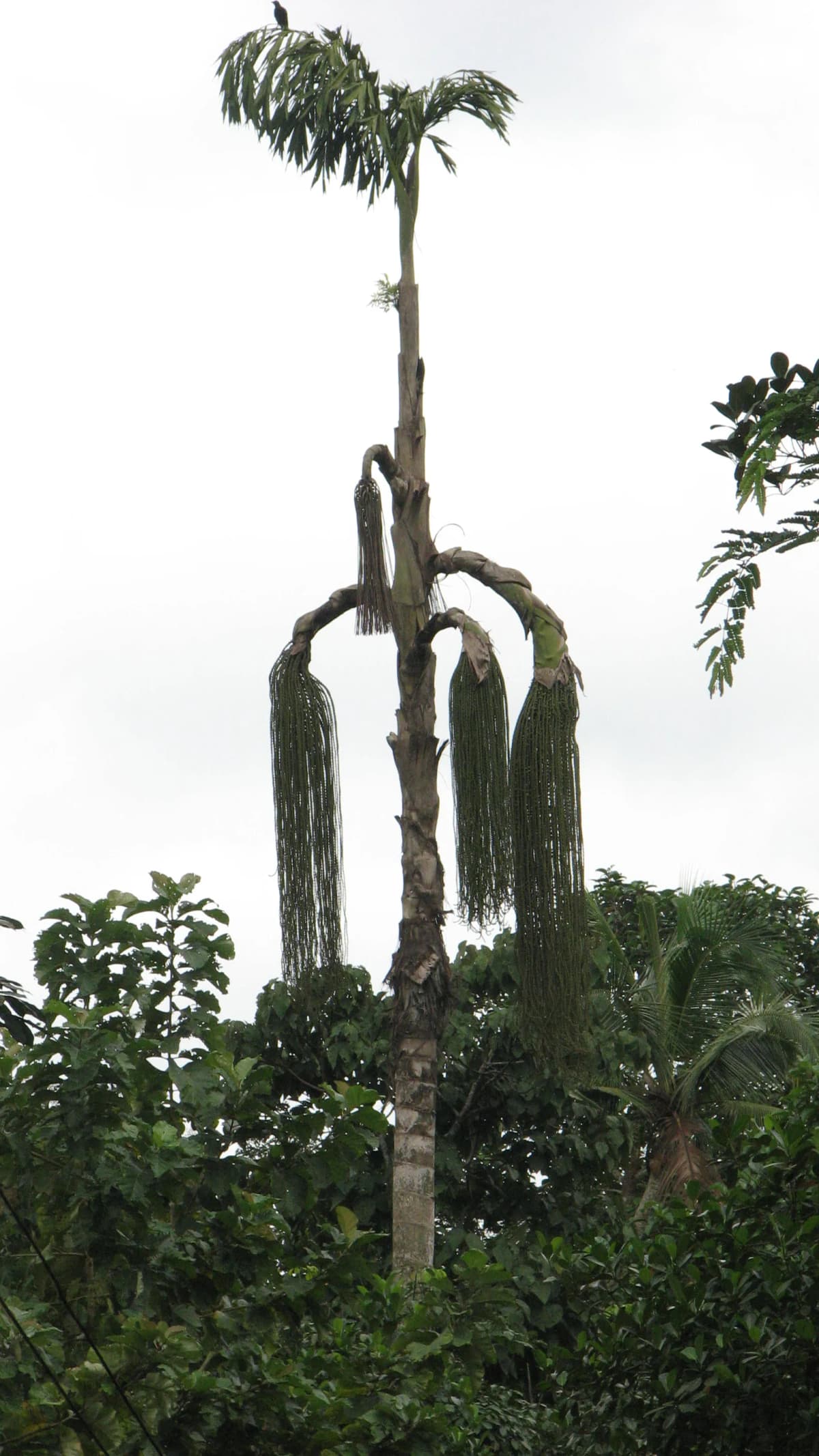 Botanical specimen of Caryota No.