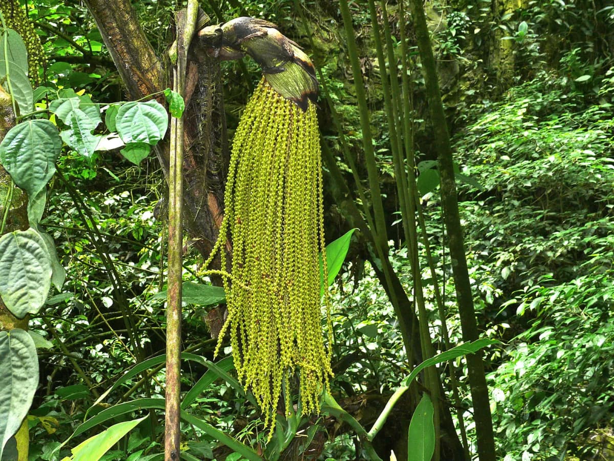 Botanical specimen of Caryota No.