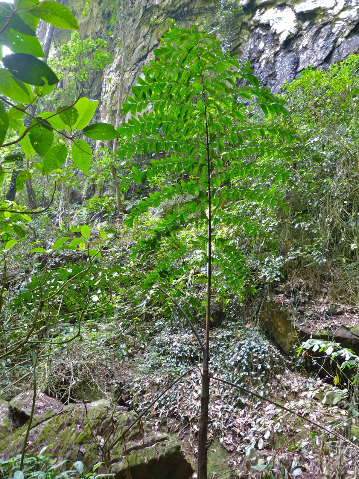 Botanical specimen of Caryota No.